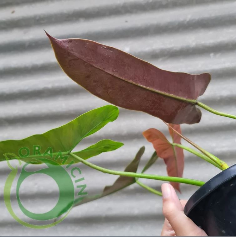 philodendron atabapoense uk Philodendron Atabapoense Bicolor – oramicin
