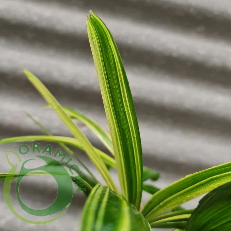 Rhapis Humilis Lady Palm Variegated Tropical Plants ORAMICIN