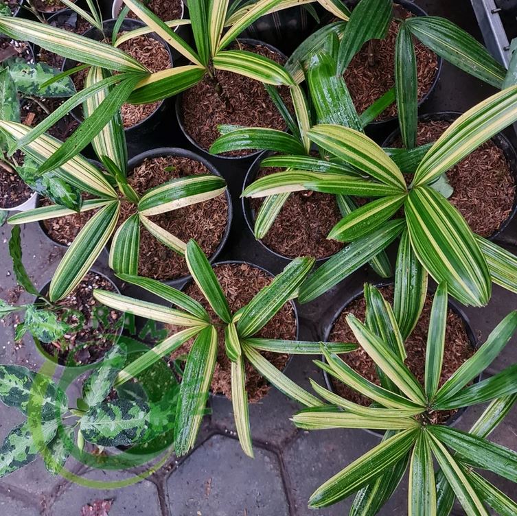 Rhapis Humilis Lady Palm Variegated Tropical Plants ORAMICIN