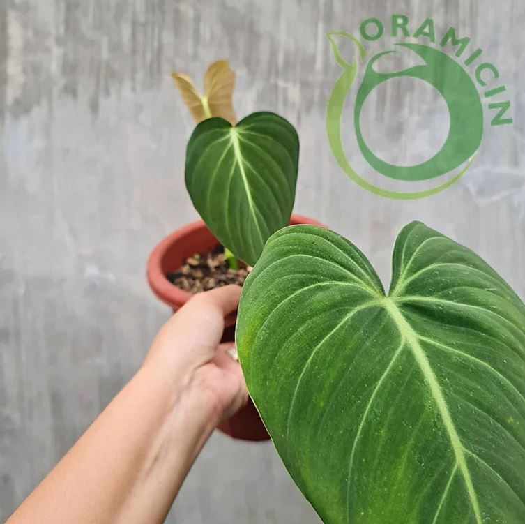 Philodendron Glorious ( Gloriosum X Melanochrysum) Tropical Plants ORAMICIN