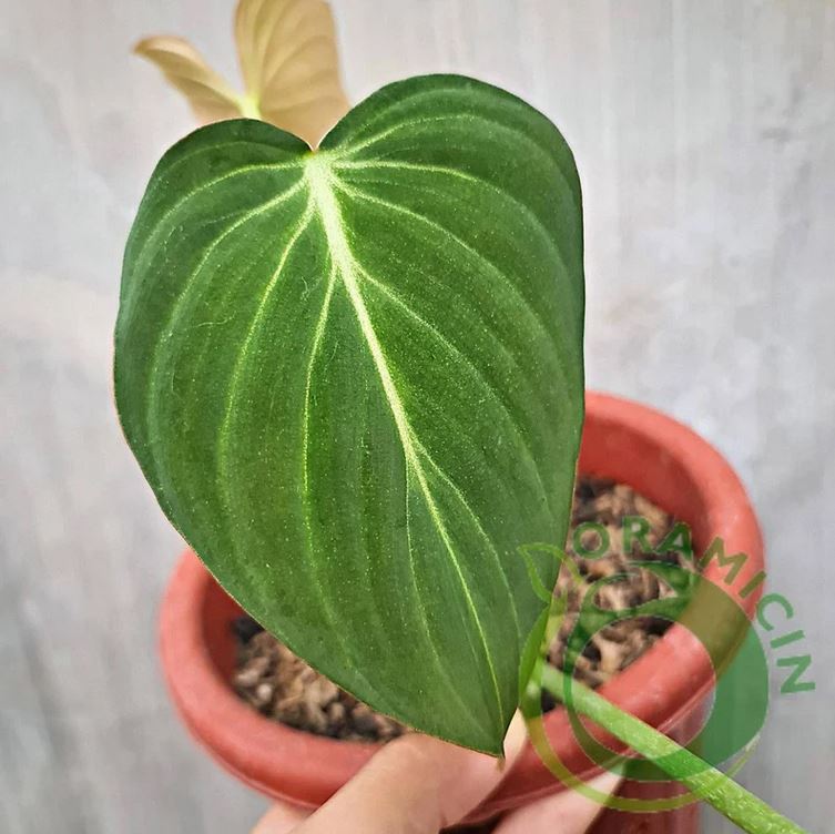 Philodendron Glorious ( Gloriosum X Melanochrysum) Tropical Plants ORAMICIN