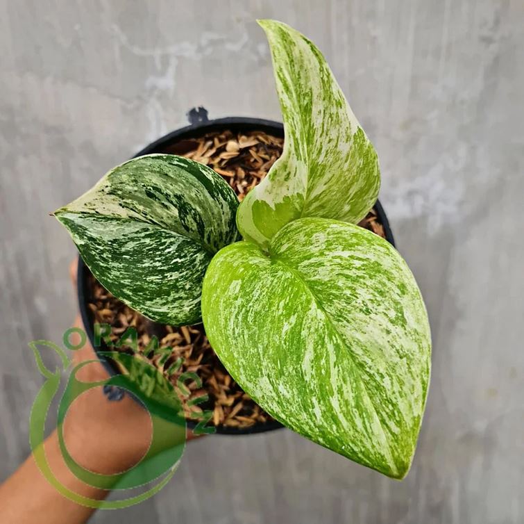 Scindapsus Treubii Moonlight Marble Queen Tropical Plants ORAMICIN