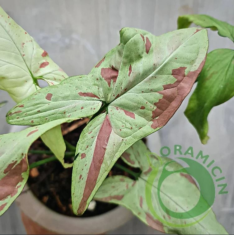 Syngonium Pink Salmon Variegated Tropical Plants ORAMICIN