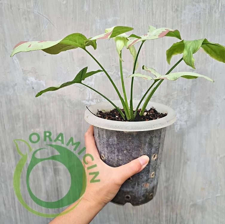 Syngonium Pink Salmon Variegated Tropical Plants ORAMICIN