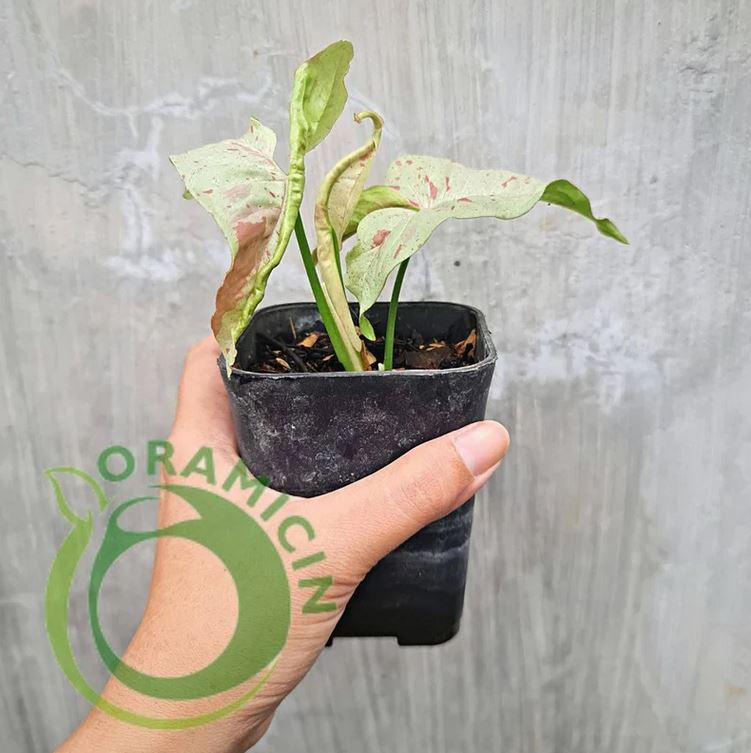 작은 Syngonium Milk Confetti 다양한 열대 식물 ORAMICIN