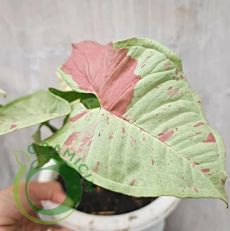 Syngonium Milk Confetti 다양한 열대 식물 ORAMICIN