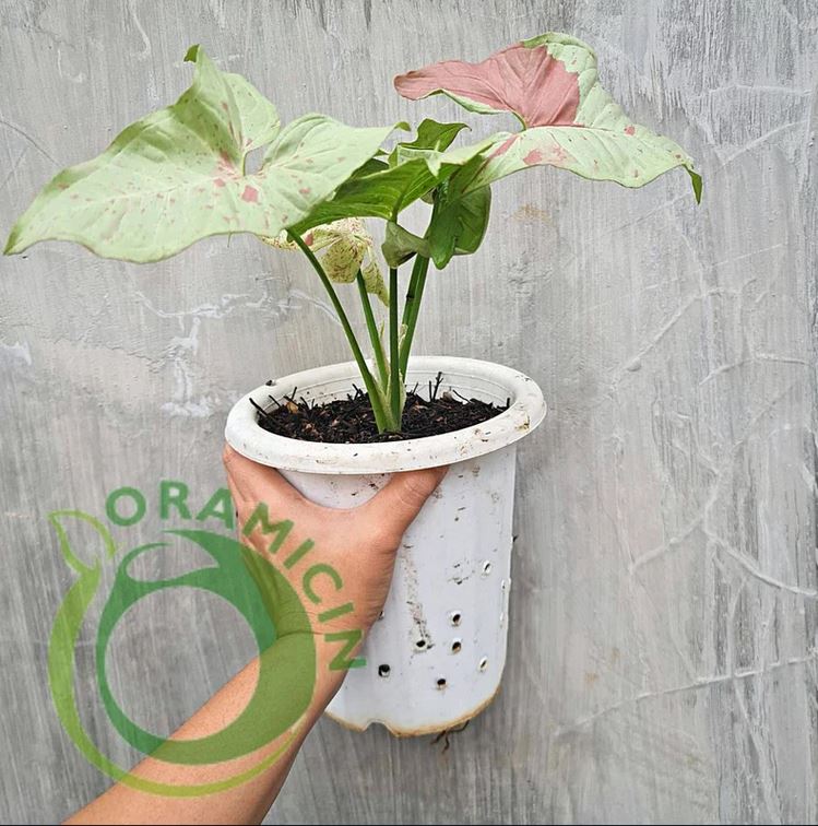 Syngonium Milk Confetti 다양한 열대 식물 ORAMICIN
