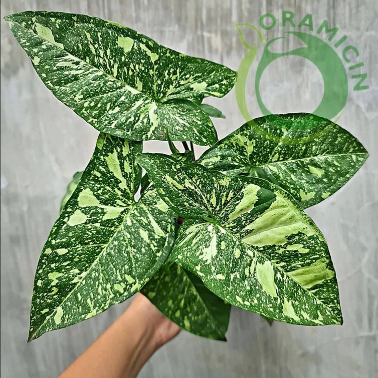 Syngonium Panda Galaxy War Variegated Tropical Plants ORAMICIN