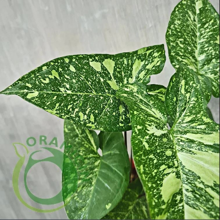 Syngonium Panda Galaxy War Variegated Tropical Plants ORAMICIN
