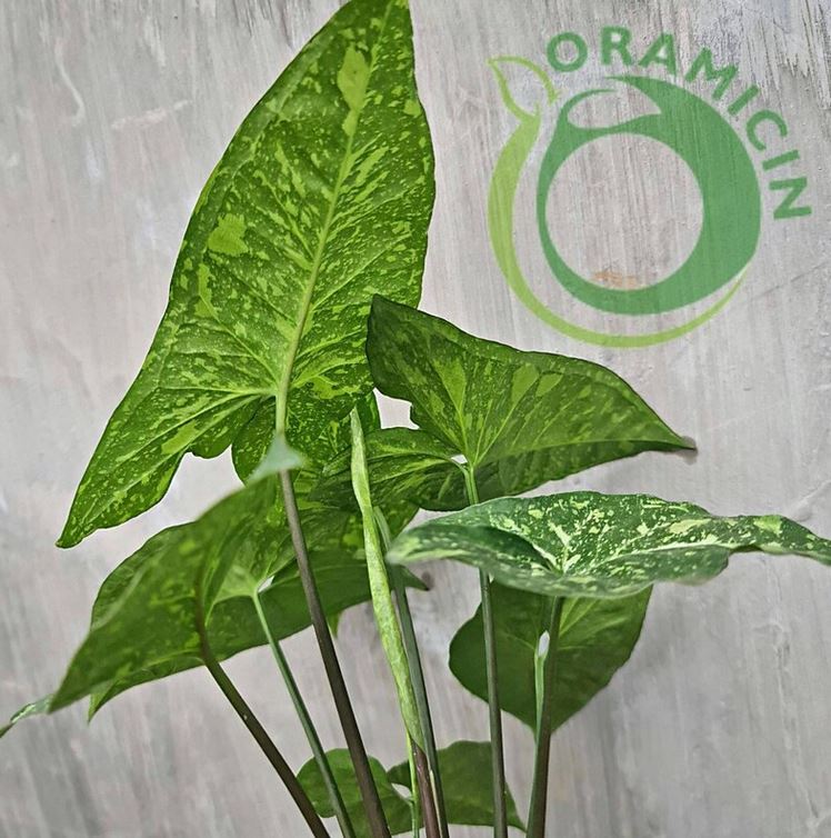 Syngonium Panda Galaxy War Variegated Tropical Plants ORAMICIN