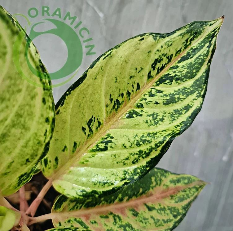 aglaonema frozen care Aglaonema Frozen