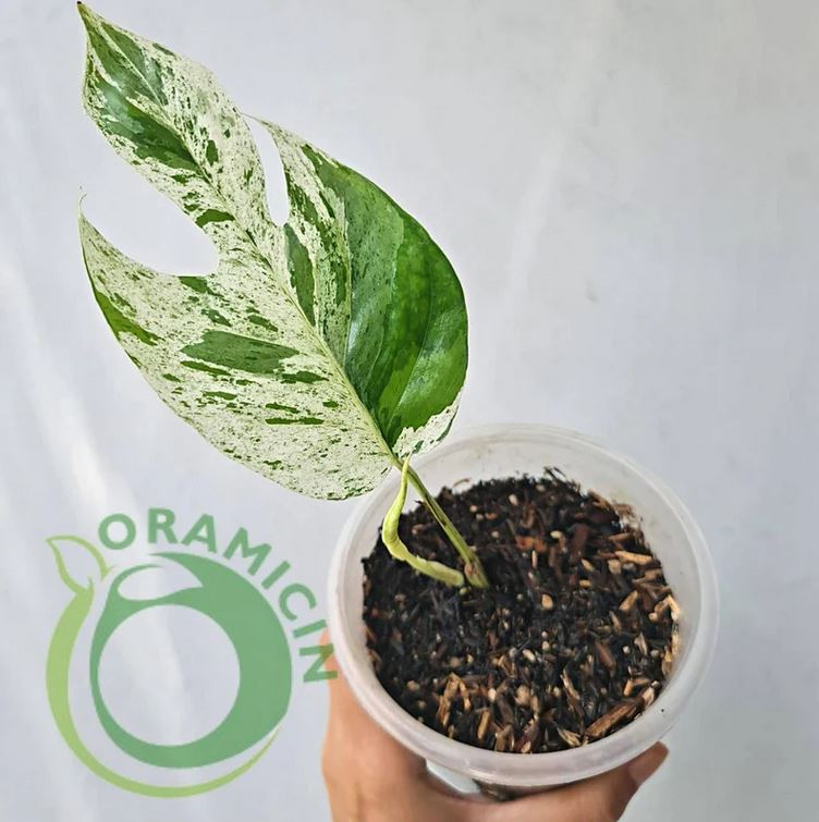 Epipremnum Pinnatum Marble variegated ORAMICIN – oramicin