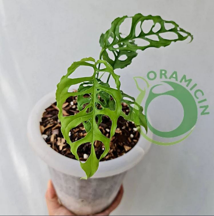 Monstera Obliqua Peru Tropical Plants ORAMICIN