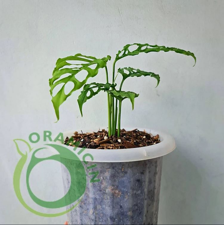 Monstera Obliqua Peru Tropical Plants ORAMICIN