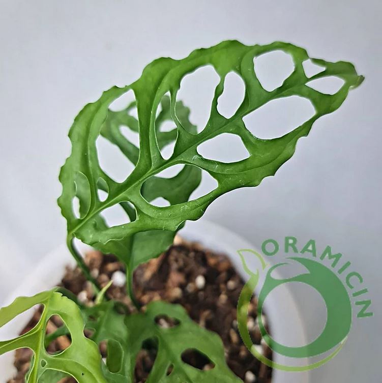 Monstera Obliqua Peru Tropical Plants ORAMICIN