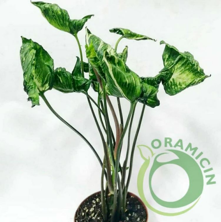 Syngonium Godzilla Tropical Plants ORAMICIN