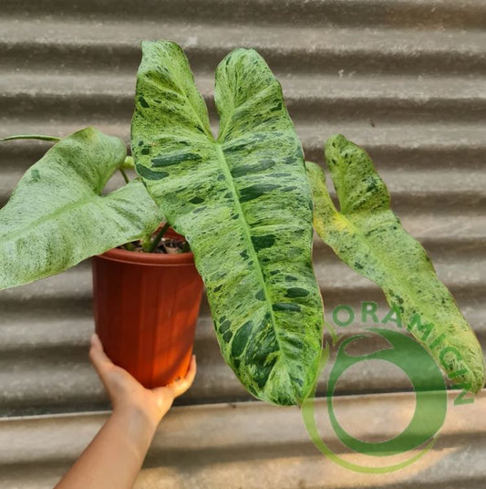 Philodendron Paraiso Verde 열대 식물 ORAMICIN