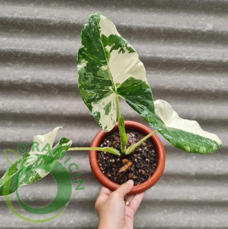 Alocasia macrorrizha 잡색의 열대 식물 ORAMICIN