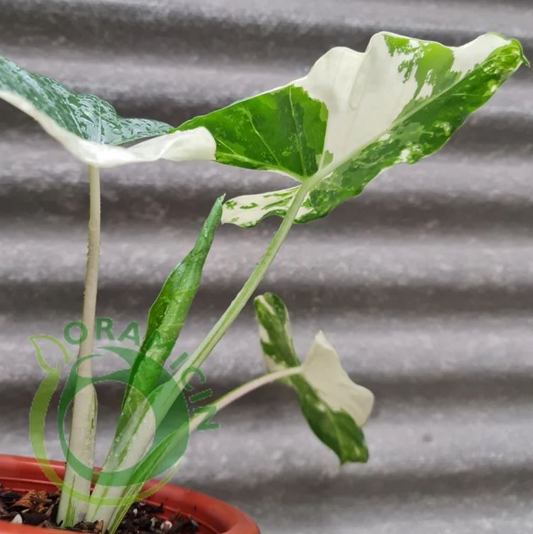 Alocasia macrorrizha 잡색의 열대 식물 ORAMICIN