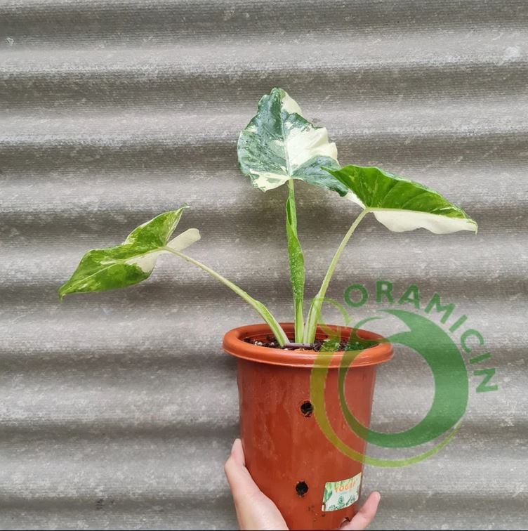 Alocasia macrorrizha 잡색의 열대 식물 ORAMICIN