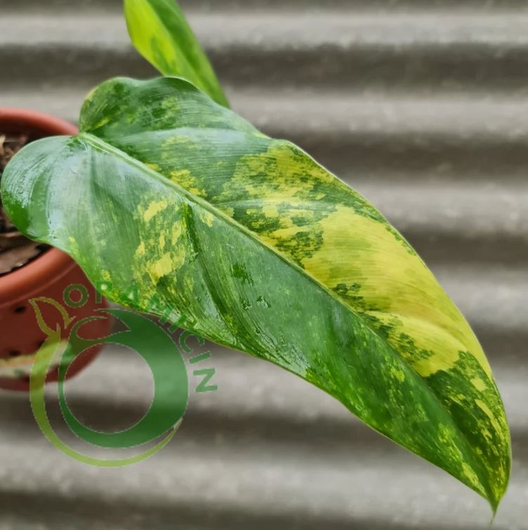 Philodendron Domesticum 잡색의 열대 식물 ORAMICIN