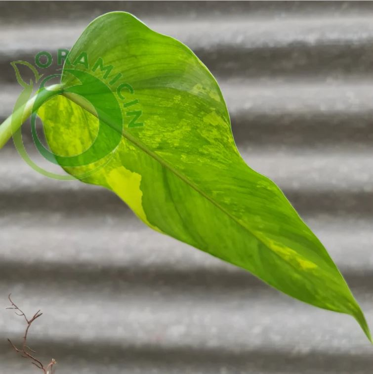 Philodendron Domesticum 잡색의 열대 식물 ORAMICIN