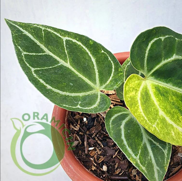 Anthurium Crystallinum 잡색의 열대 식물 ORAMICIN