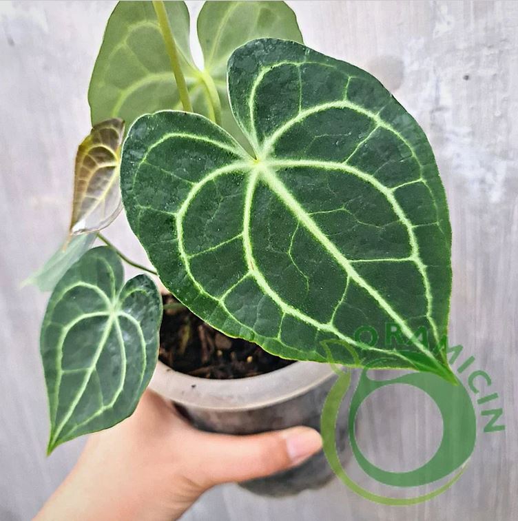 Anthurium Clarirvium 작은 열대 식물 ORAMICIN