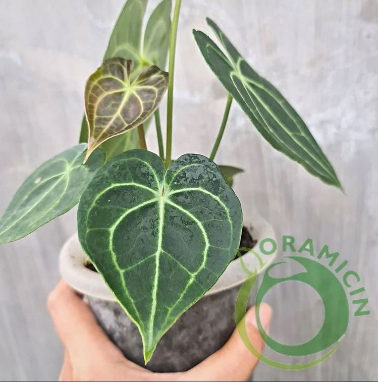 Anthurium Clarirvium 작은 열대 식물 ORAMICIN