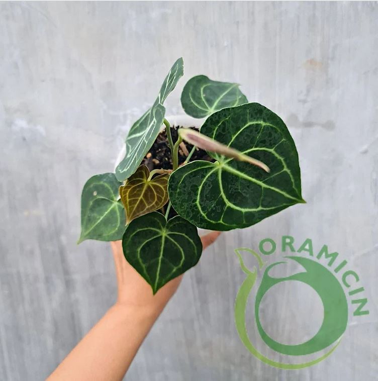 Anthurium Clarirvium 작은 열대 식물 ORAMICIN