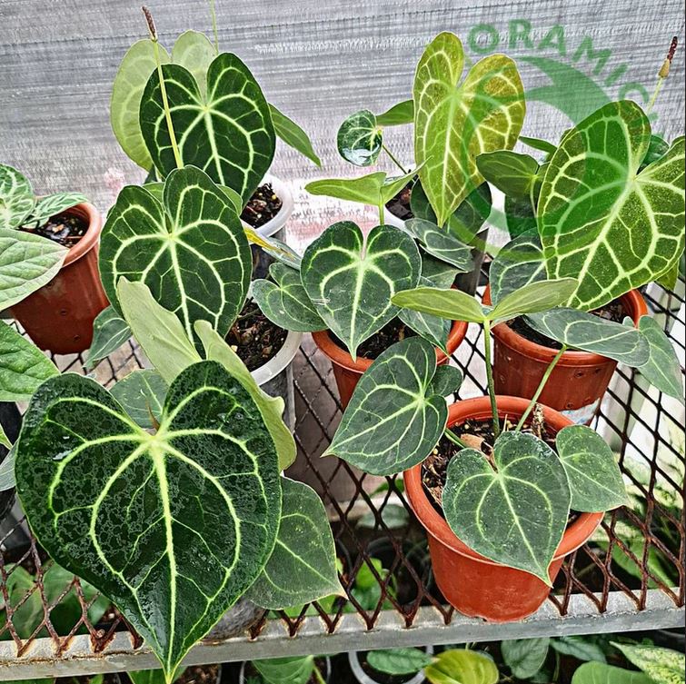Anthurium Clarirvium 작은 열대 식물 ORAMICIN