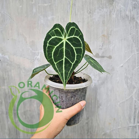 Anthurium Clarirvium 작은 열대 식물 ORAMICIN