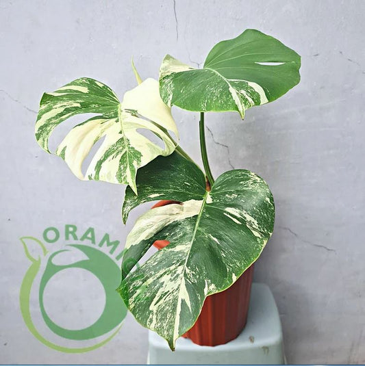 Monstera Albo Variegated SMALL ORAMICIN