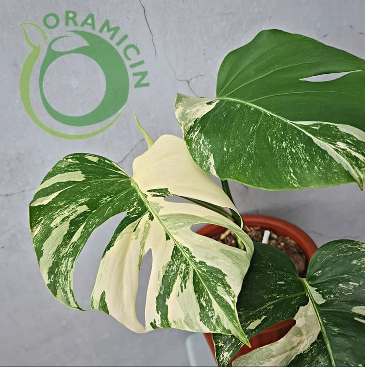 Monstera Albo Variegated SMALL ORAMICIN