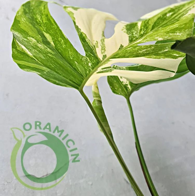 Monstera Albo Variegated SMALL ORAMICIN