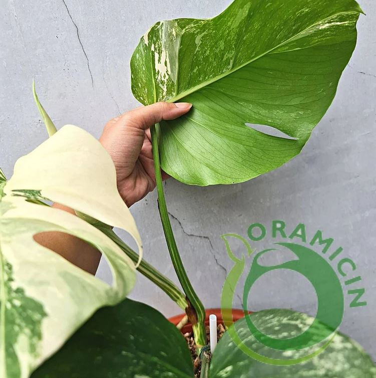 Monstera Albo Variegated SMALL ORAMICIN