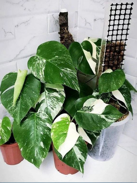 Monstera Albo Variegated SMALL ORAMICIN