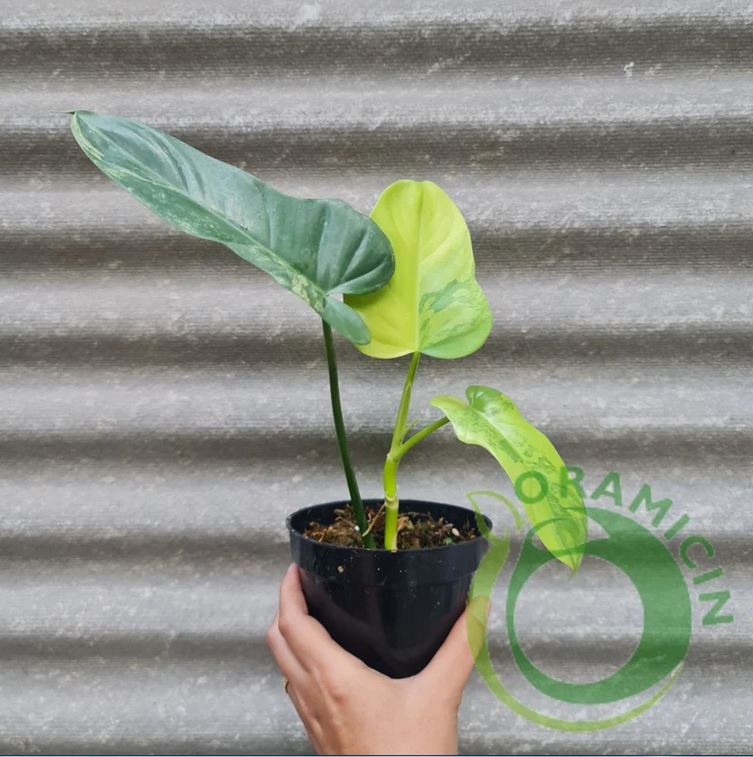 horsehead philodendron variegated for sale Philodendron Bippenifolium Variegated – oramicin