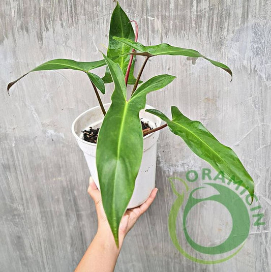 Philodendron Mexicanum bicolor 열대 식물 ORAMICIN
