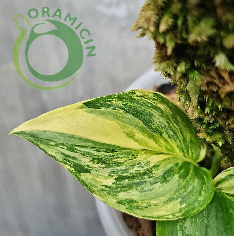 Scindapsus Rubicon Aurea Variegated Moonlight Yellow Variegated Tropical Plants ORAMICIN