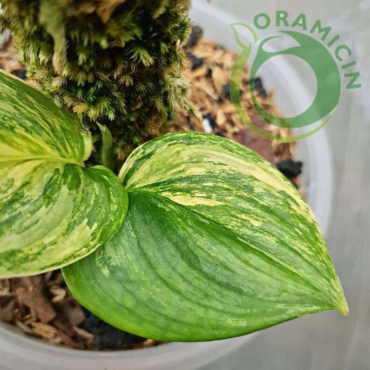 Scindapsus Rubicon Aurea Variegated Moonlight Yellow Variegated Tropical Plants ORAMICIN