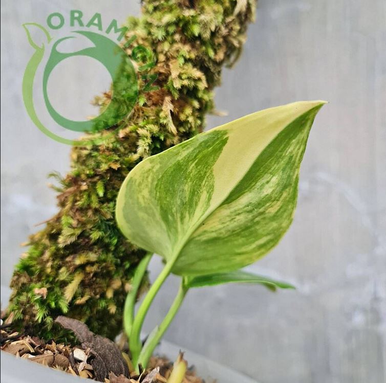 Scindapsus Rubicon Aurea Variegated Moonlight Yellow Variegated Tropical Plants ORAMICIN