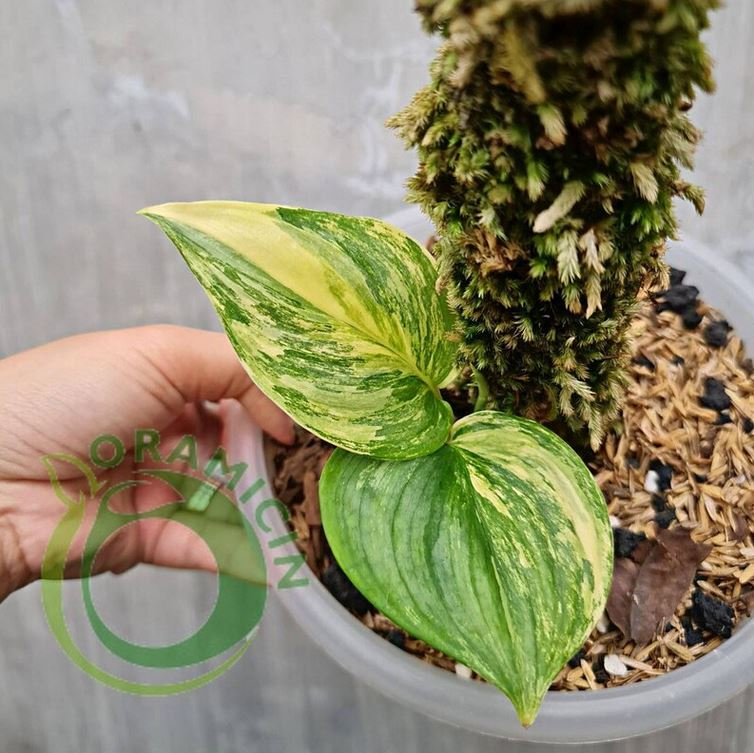 Scindapsus Rubicon Aurea Variegated Moonlight Yellow Variegated Tropical Plants ORAMICIN